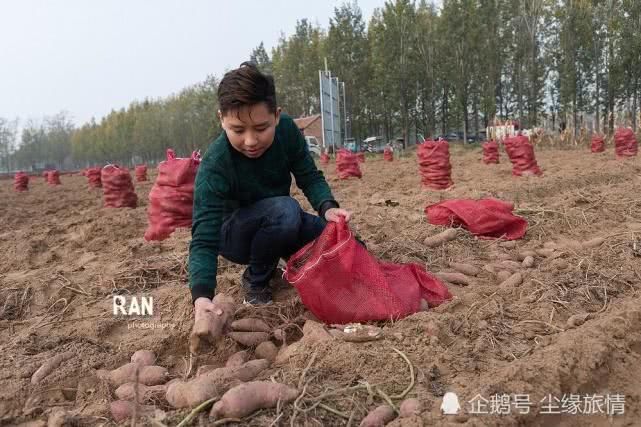 菏澤一個返鄉(xiāng)大學(xué)生創(chuàng)業(yè)的第 一步，種植的500畝地瓜豐收了