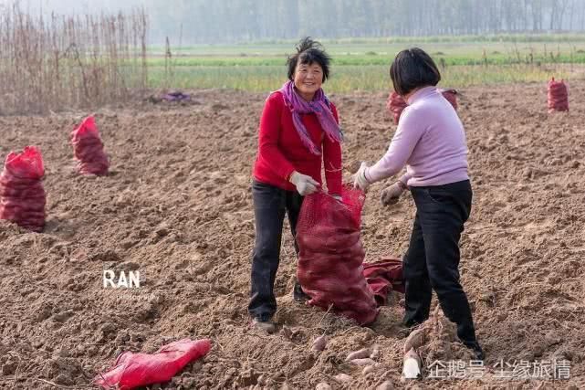 菏澤一個返鄉(xiāng)大學(xué)生創(chuàng)業(yè)的第 一步，種植的500畝地瓜豐收了